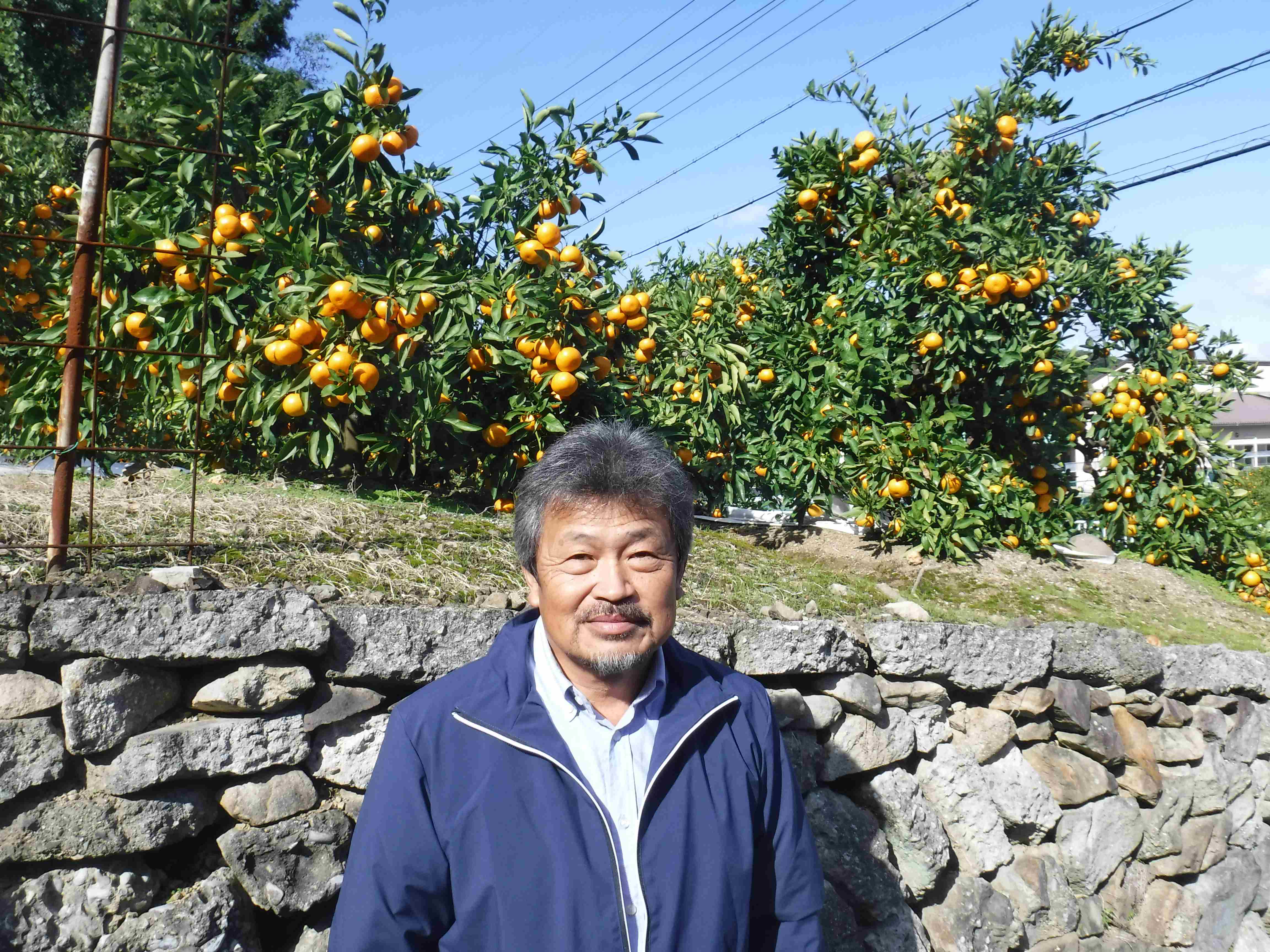 山田みかん生産者1