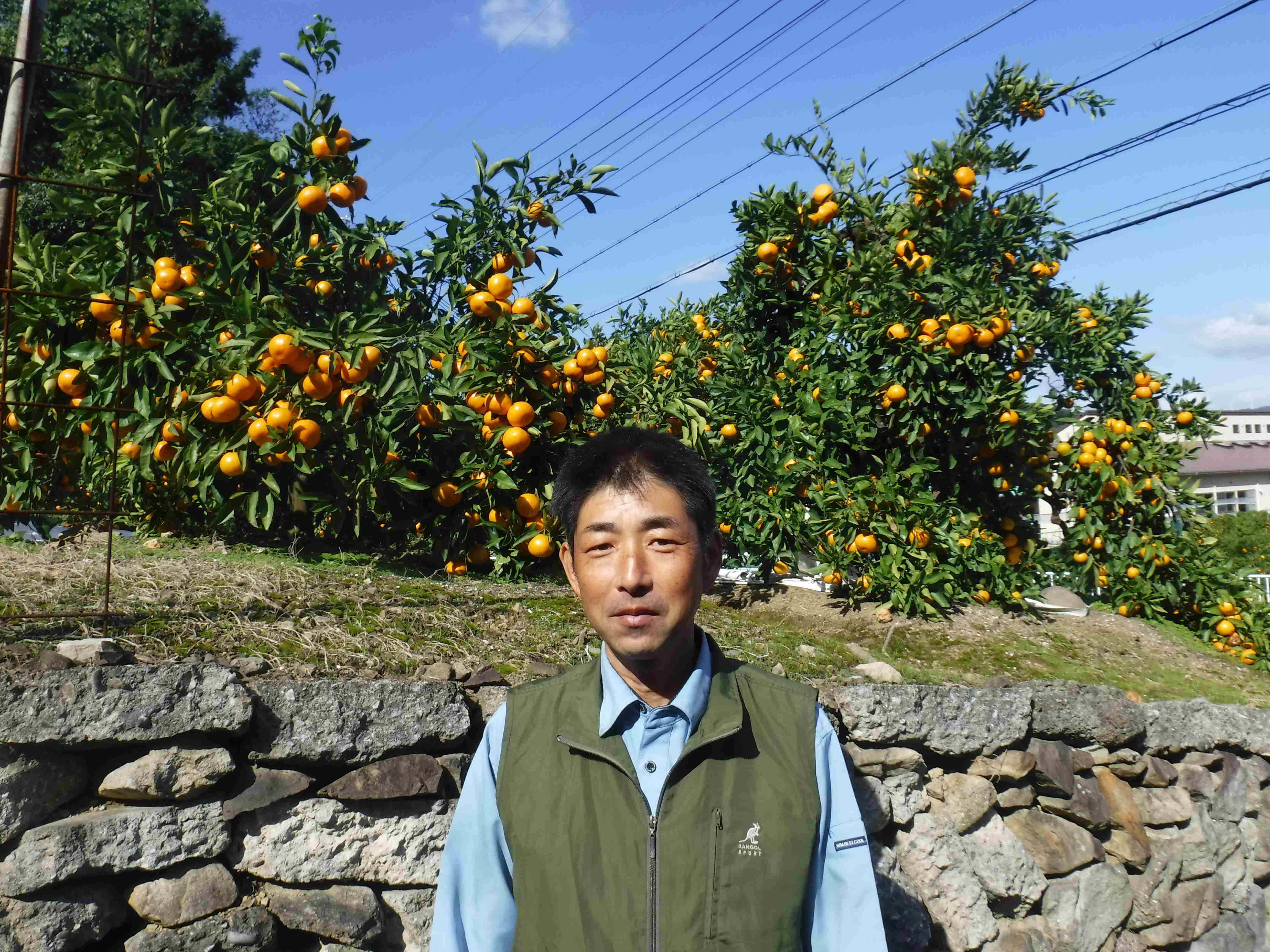 山田みかん生産者2