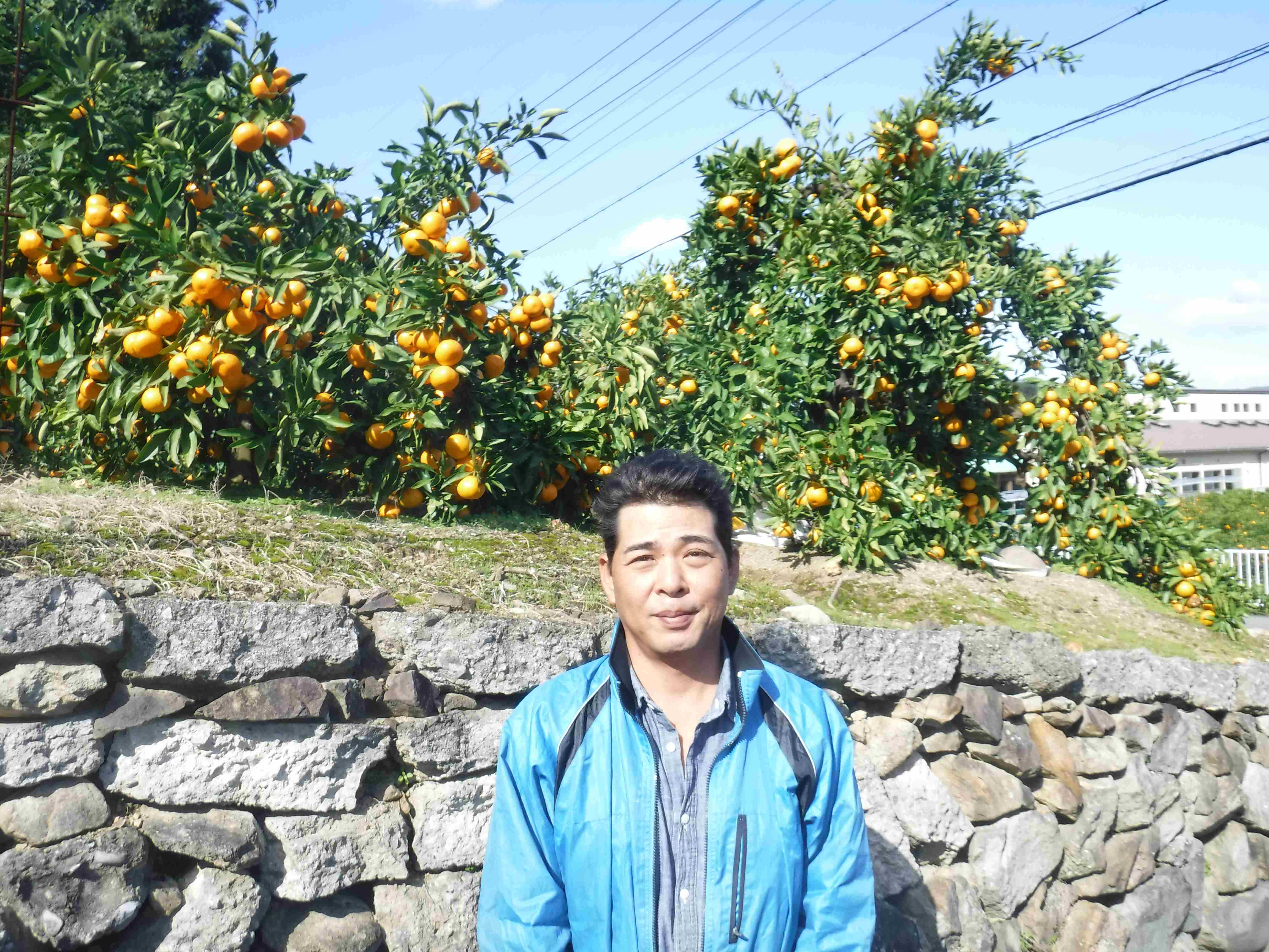 山田みかん生産者5